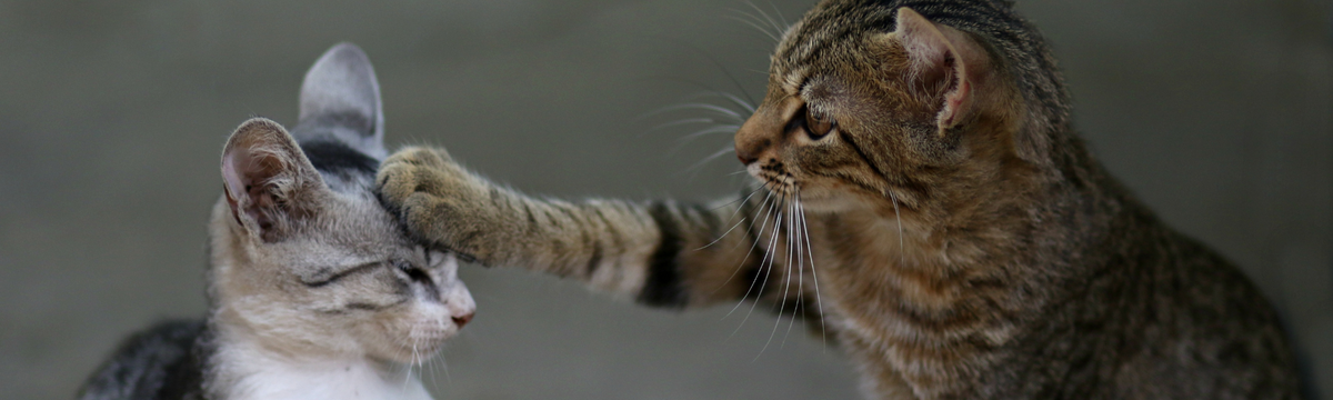 Cat allergy