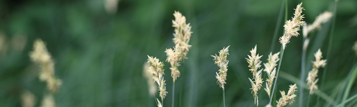 grass allergies